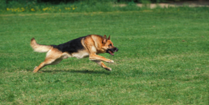 Nemacki ovcar u trku