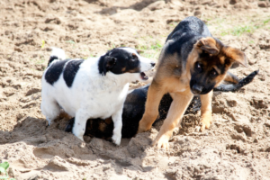 nemacki ovcar stenci