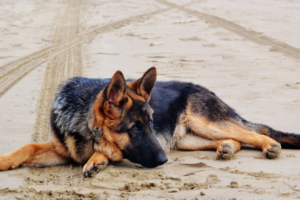 german shepher laying on the ground