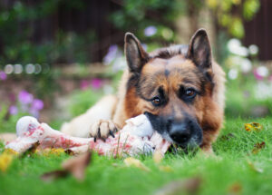 nemacki ovcar jede kost u dvoristu