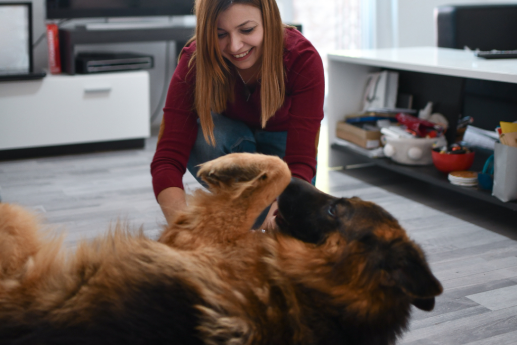 nemacki ovcar lezi i devojka ga mazi