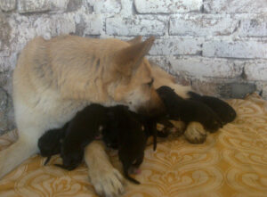 Kuja leži sa štencima