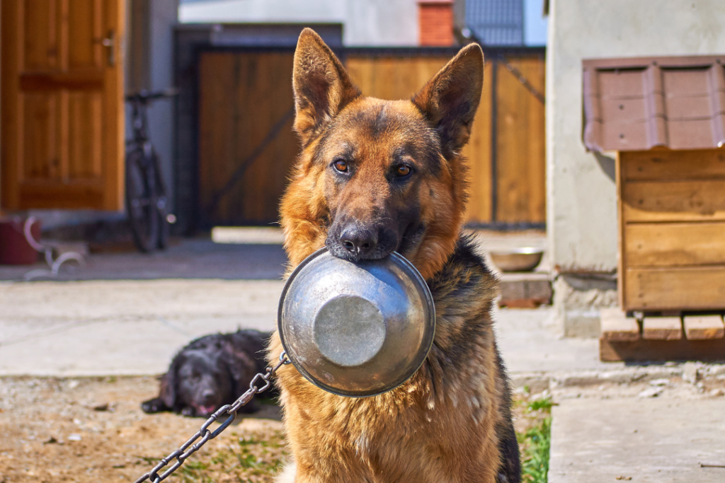 nemacki ovcar drzi posudu u zubima